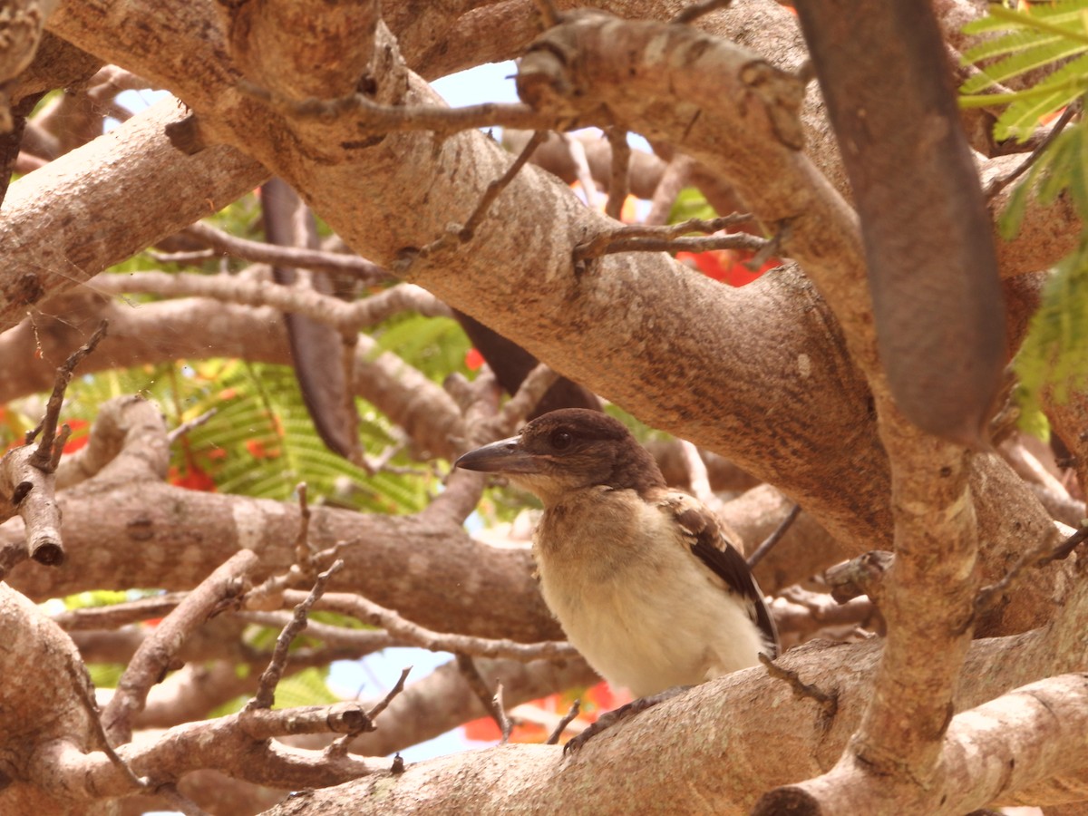 Cassican à gorge noire - ML646827719