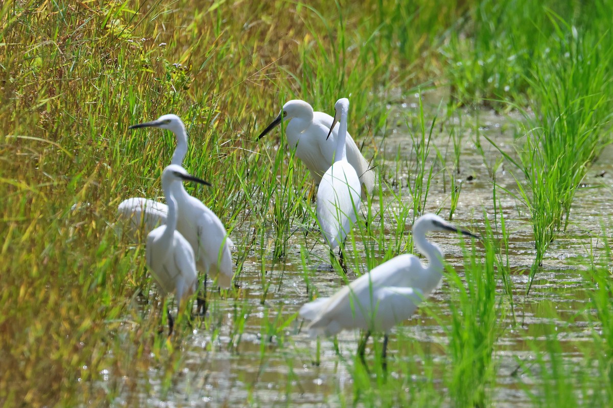 Little Egret - ML646827721