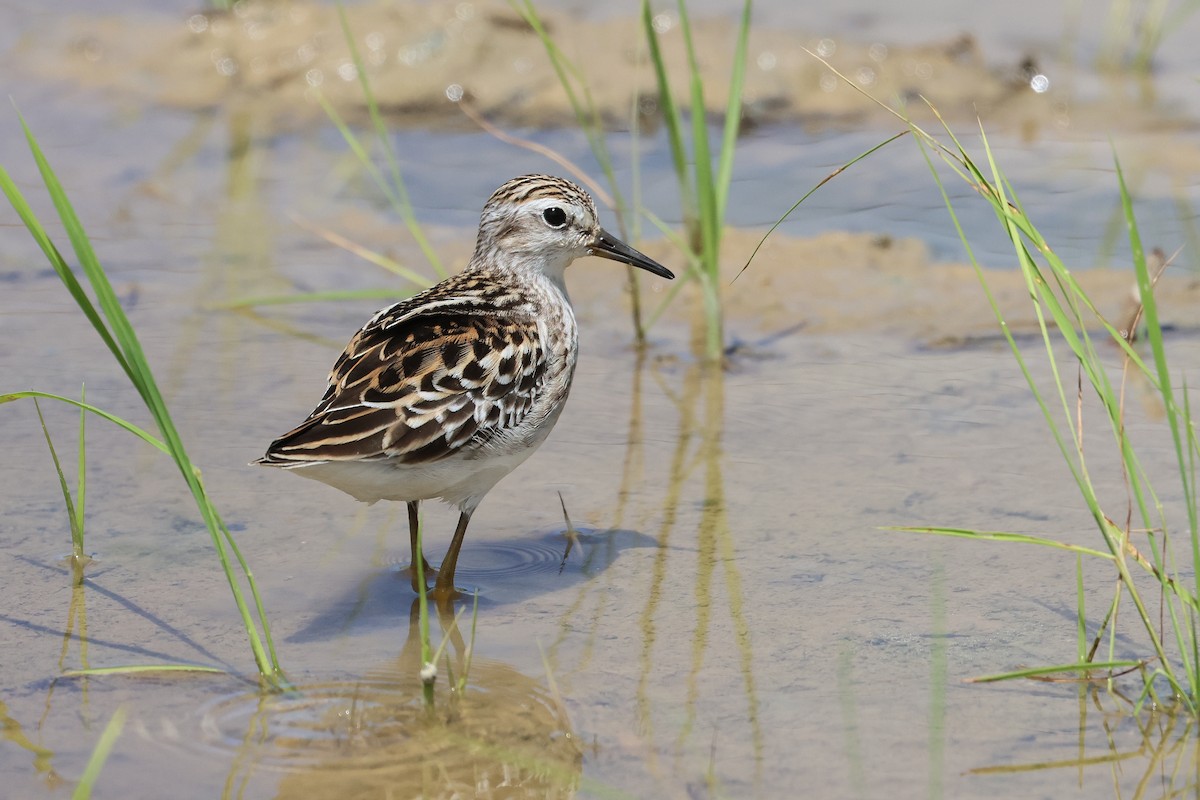 Long-toed Stint - ML646827722