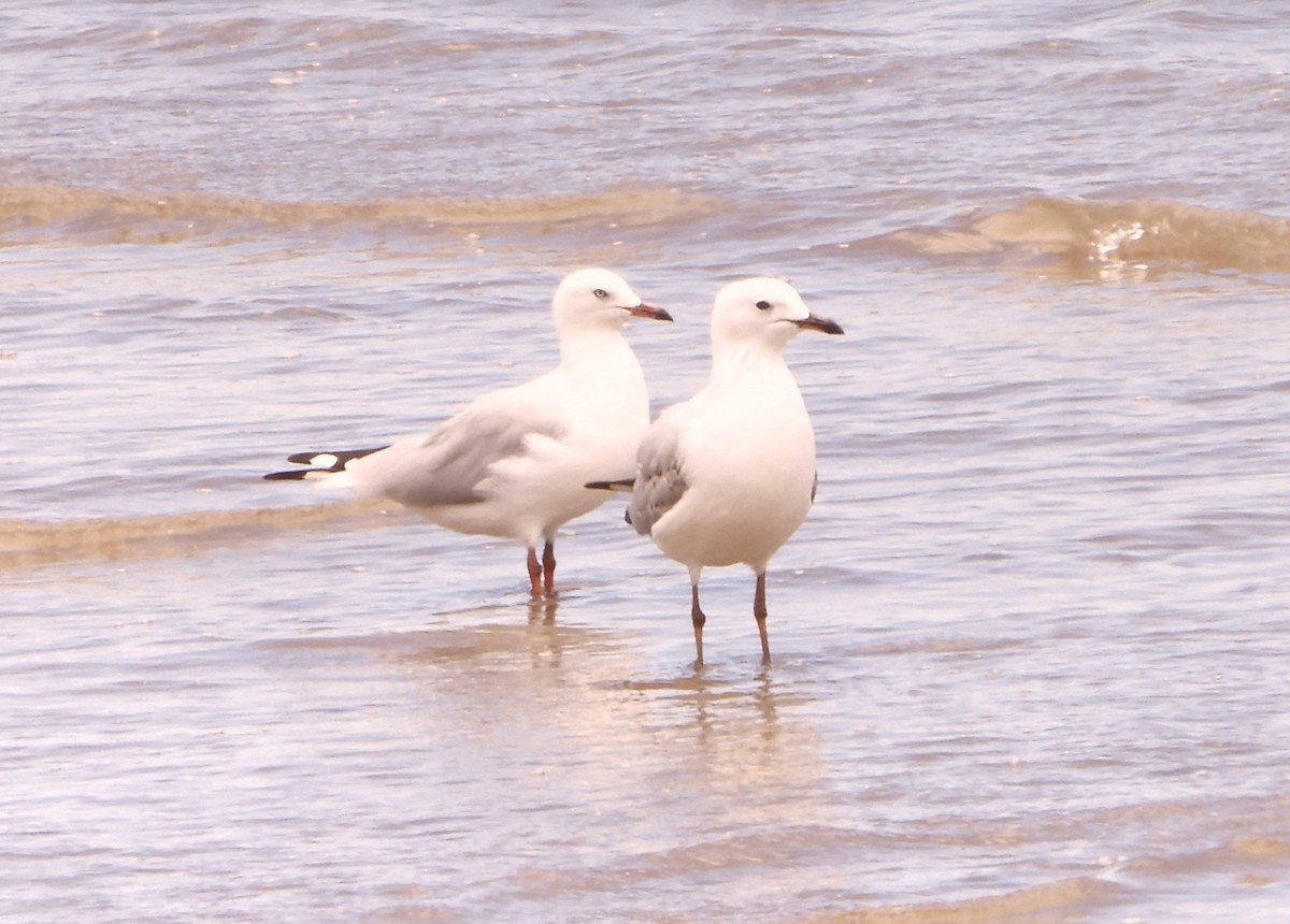 Mouette argentée - ML646827723
