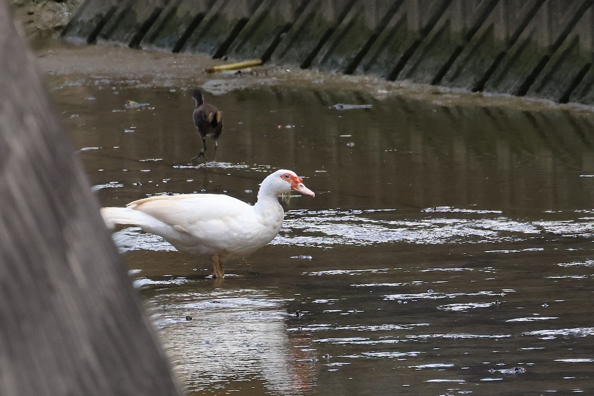 Muscovy Duck (Domestic type) - ML646827724
