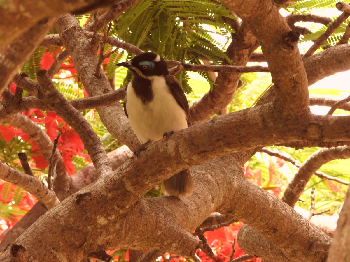 Méliphage à oreillons bleus - ML646827725