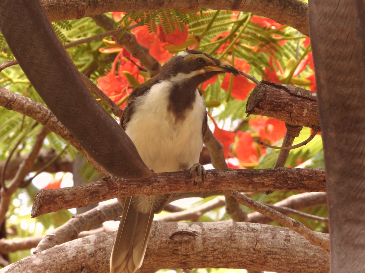 Méliphage à oreillons bleus - ML646827726