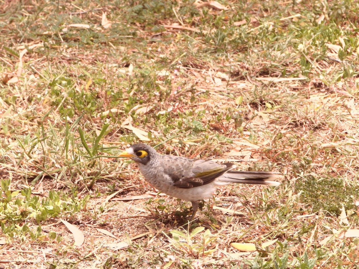 Méliphage bruyant - ML646827727