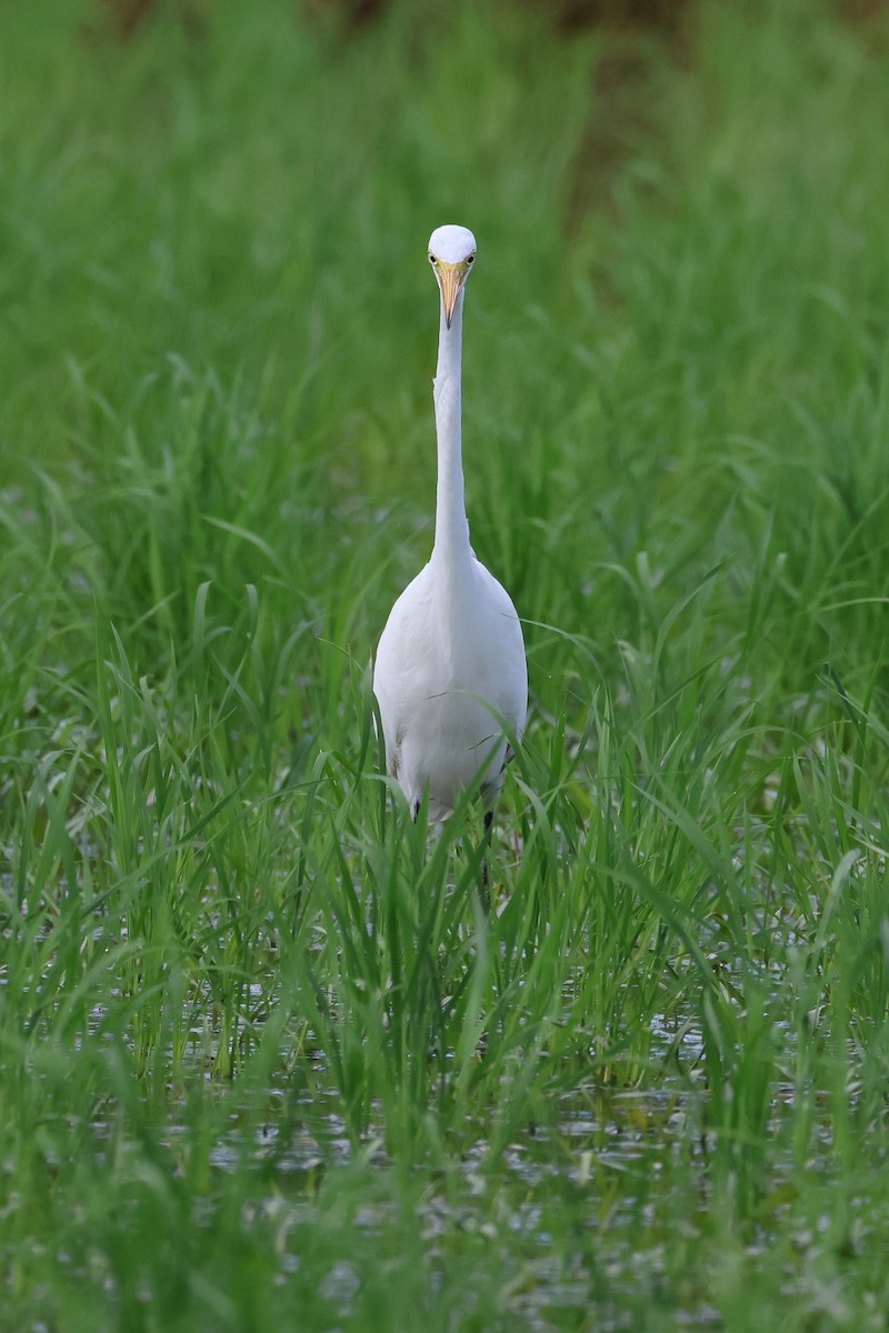 Medium Egret - ML646827728
