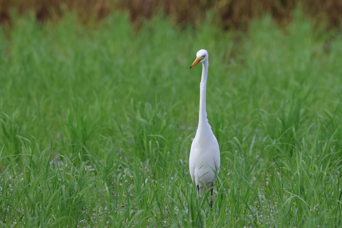Medium Egret - ML646827729