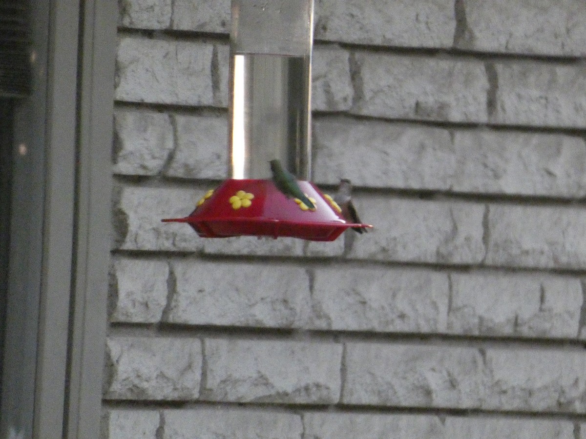 Breitschwanzelfe - ML646827730