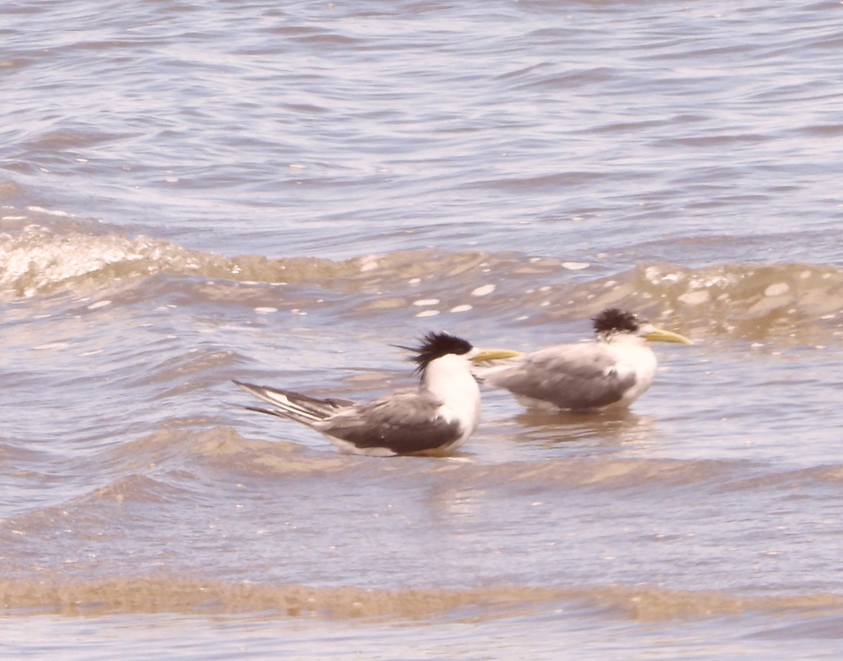 Sterne huppée - ML646827731