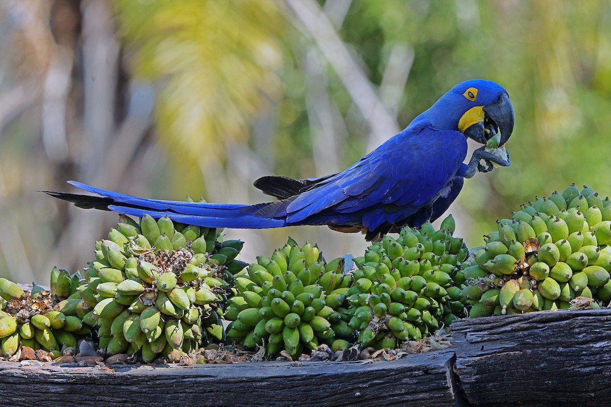 Гиацинтовый ара - ML646827733