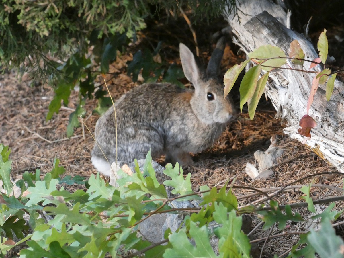 Berg-Baumwollschwanzkaninchen - ML646827741