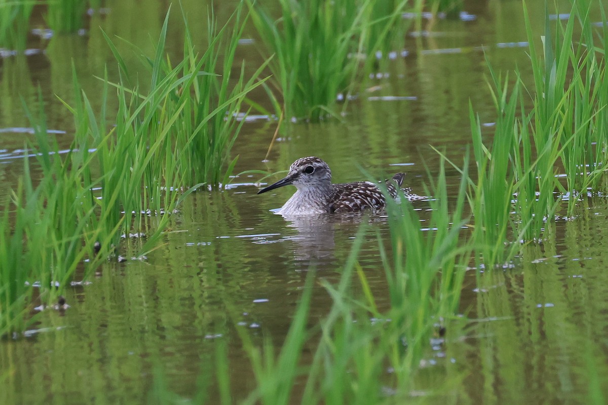 Wood Sandpiper - ML646827742