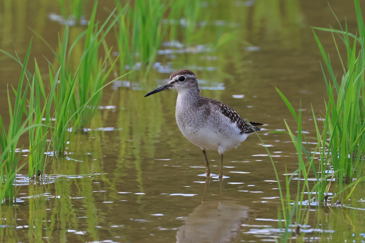 Wood Sandpiper - ML646827743