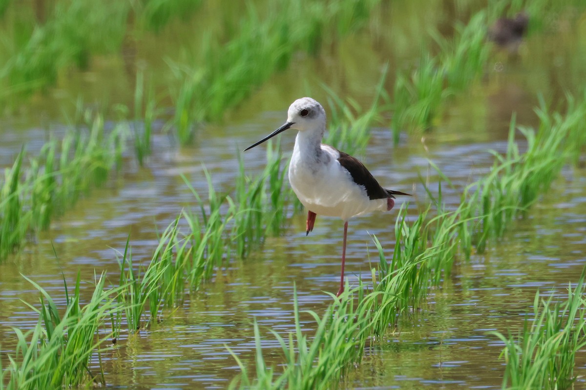 Black-winged Stilt - ML646827744