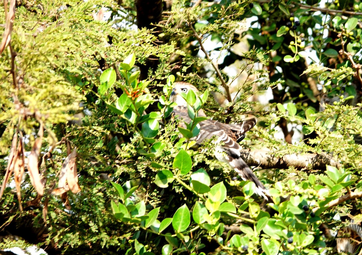 Gabar Çakırı - ML646827745