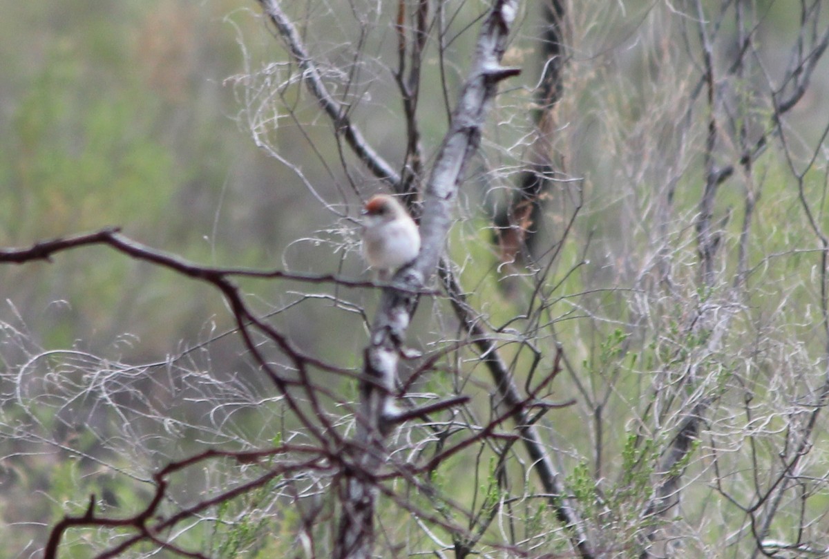 Red-capped Robin - ML646827747