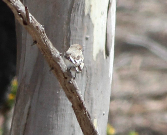Red-capped Robin - ML646827748