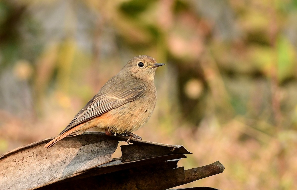 Kara Kızılkuyruk - ML646827749