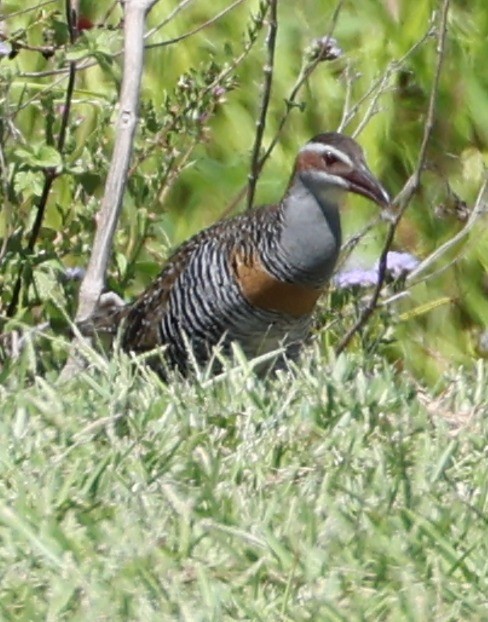 Buff-banded Rail - ML646827754