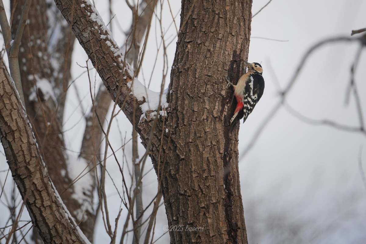 flaggspett - ML646827760