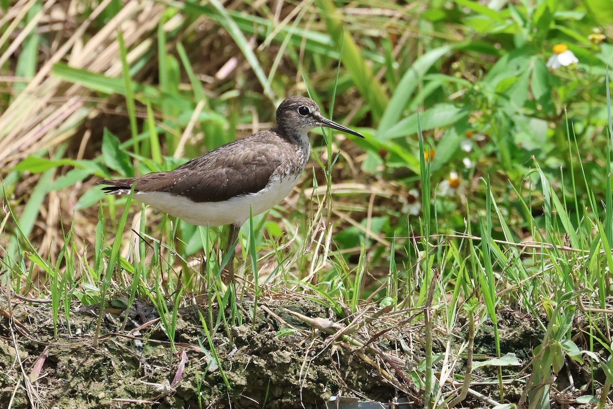 Green Sandpiper - ML646827761