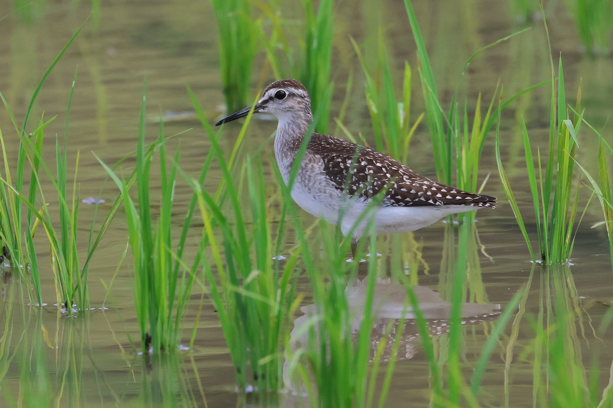 Wood Sandpiper - ML646827763