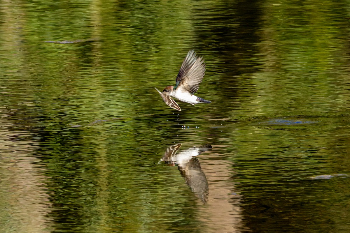 Violet-green Swallow - ML646827764