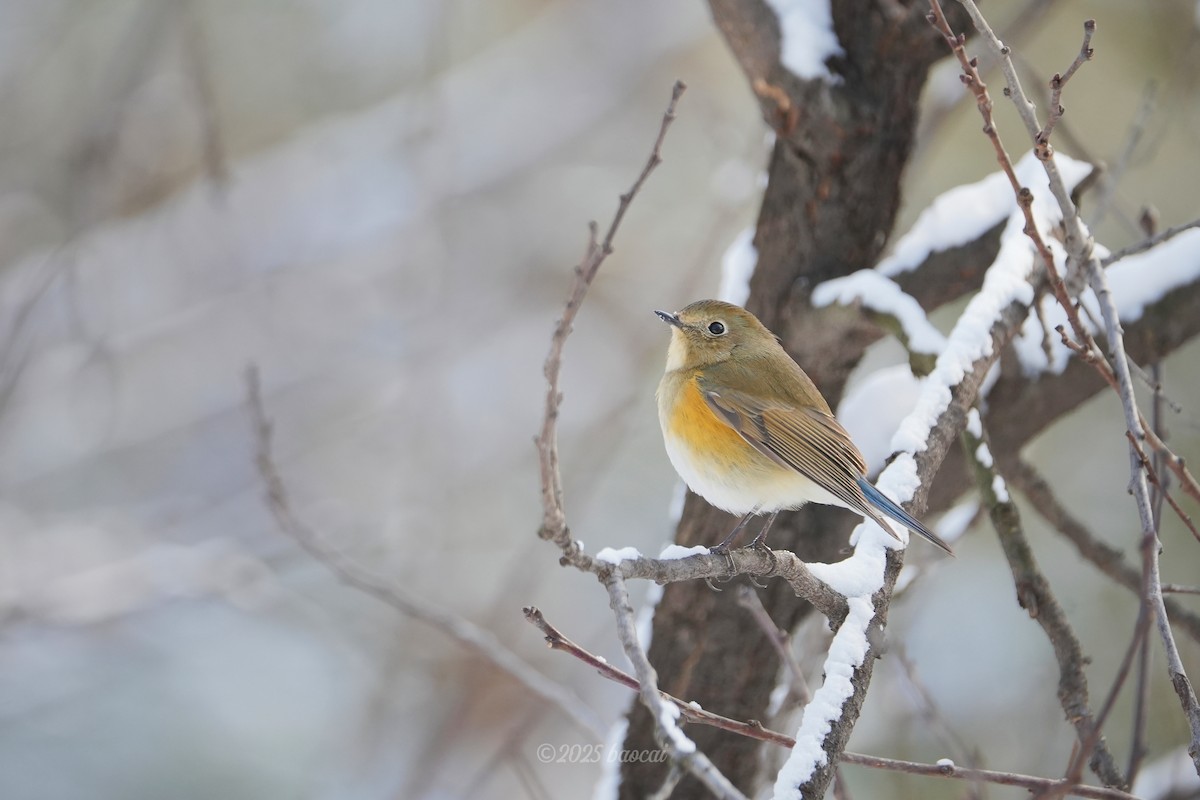 blåstjert - ML646827765