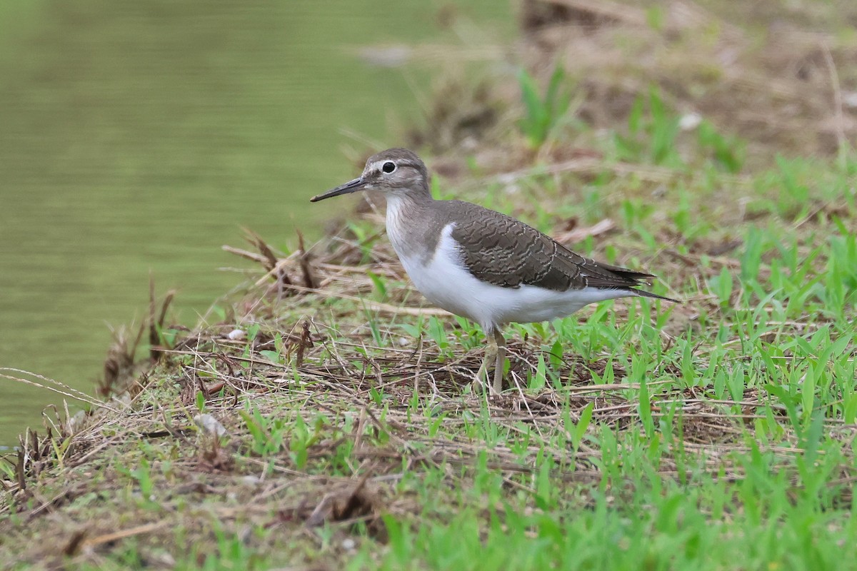 Common Sandpiper - ML646827766
