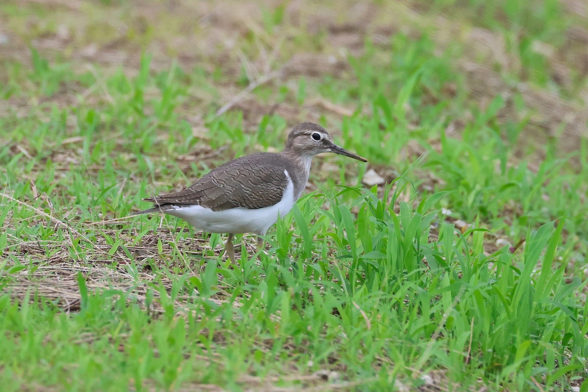 Common Sandpiper - ML646827767