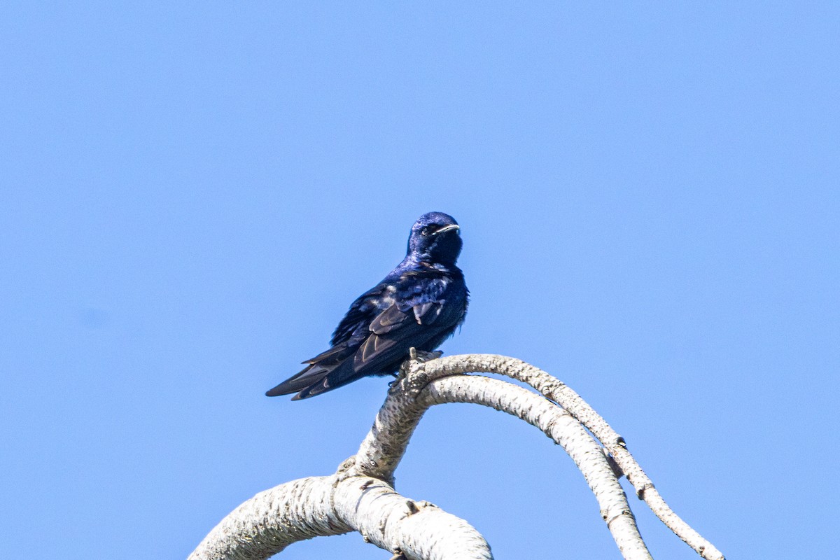 Большая ласточка - ML646827768