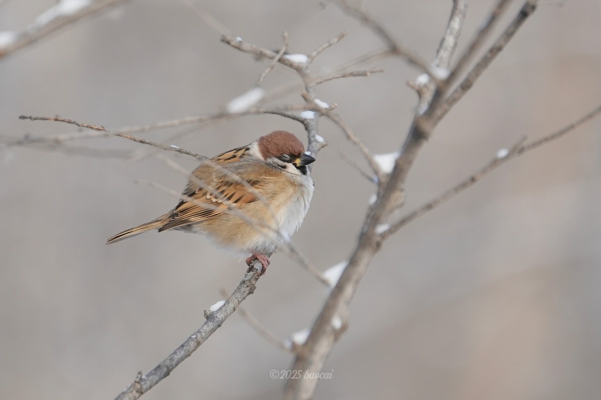 pilfink - ML646827769