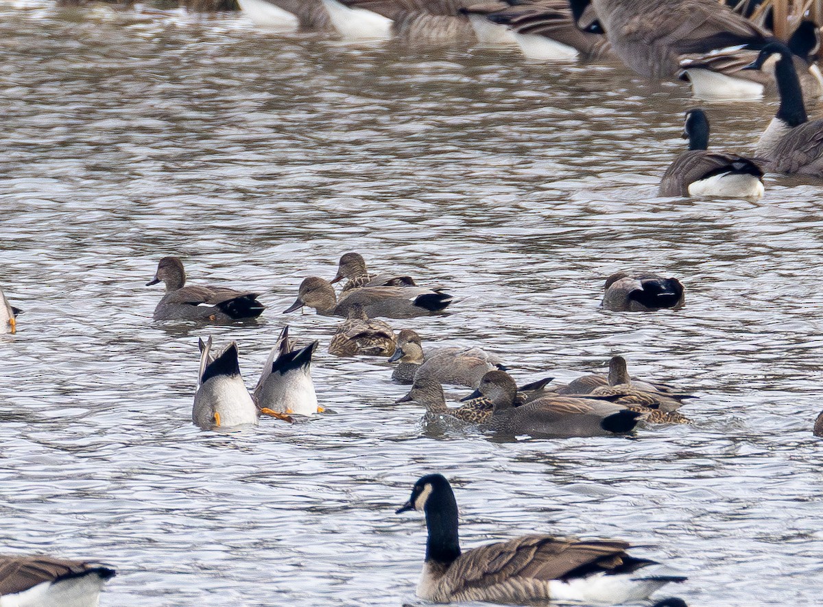 赤膀鴨 - ML646827770