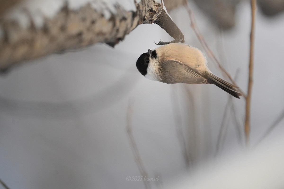 løvmeis - ML646827771