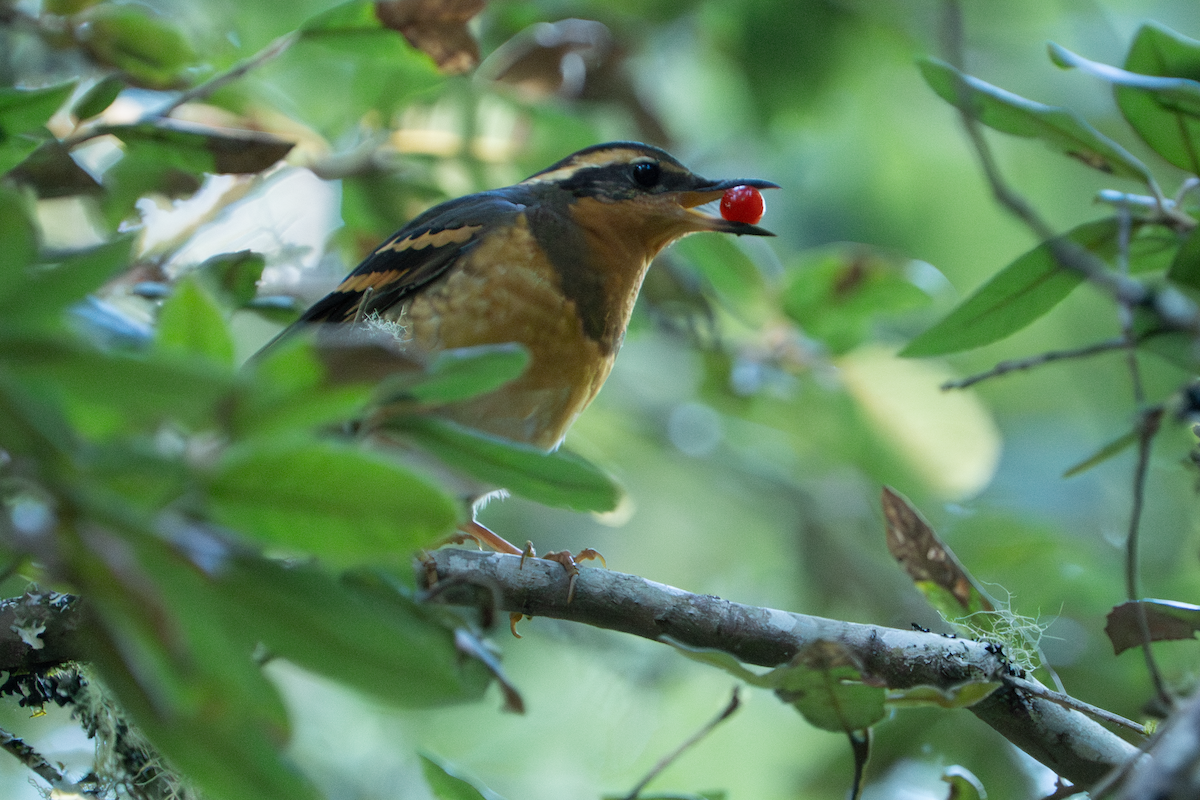 drozd pruhokřídlý - ML646827772