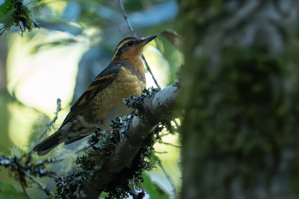 drozd pruhokřídlý - ML646827773