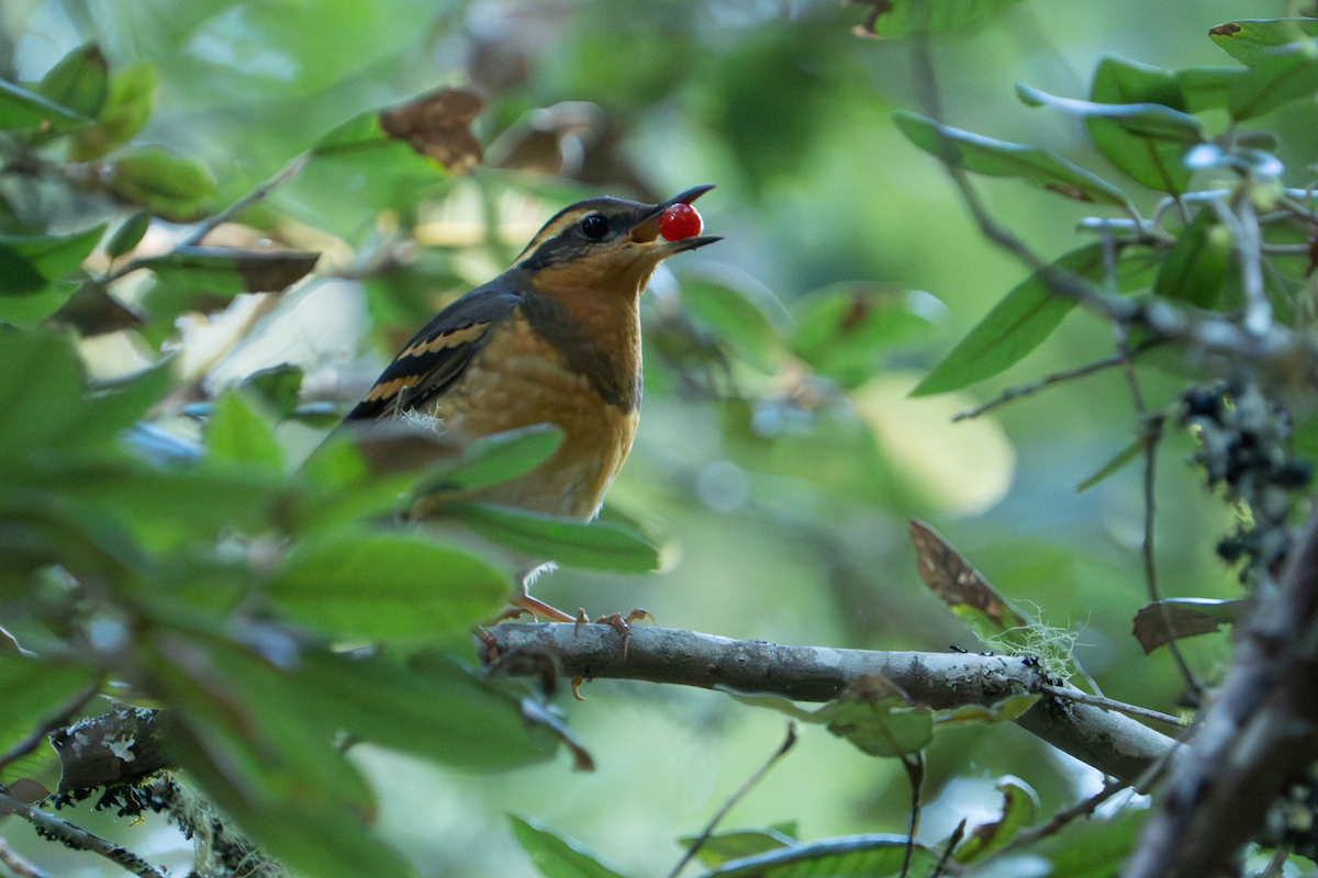 drozd pruhokřídlý - ML646827774