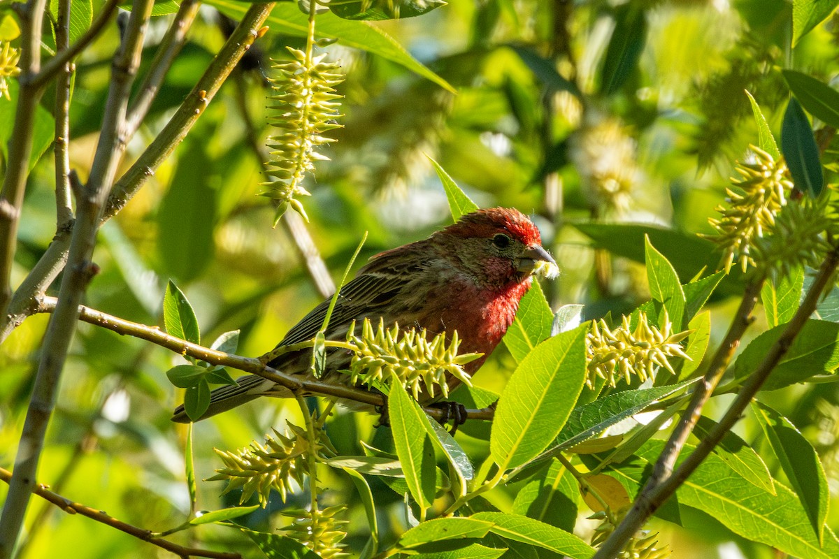 House Finch - ML646827775