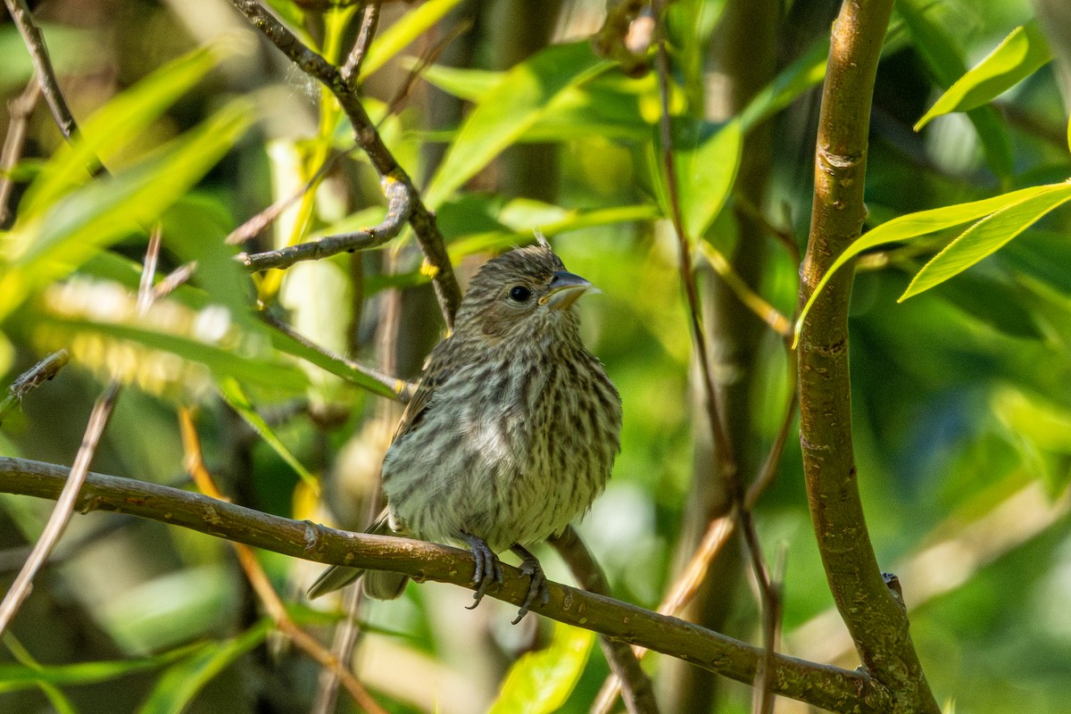 House Finch - ML646827776
