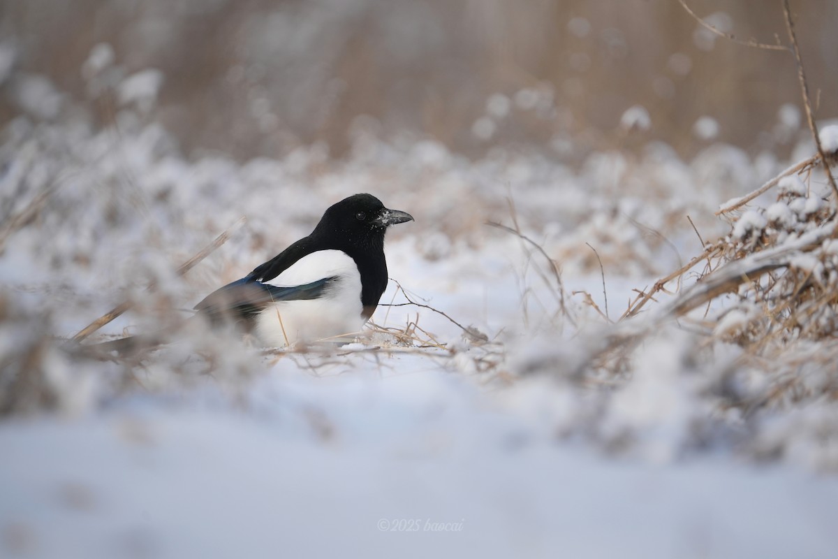 orientskjære - ML646827777