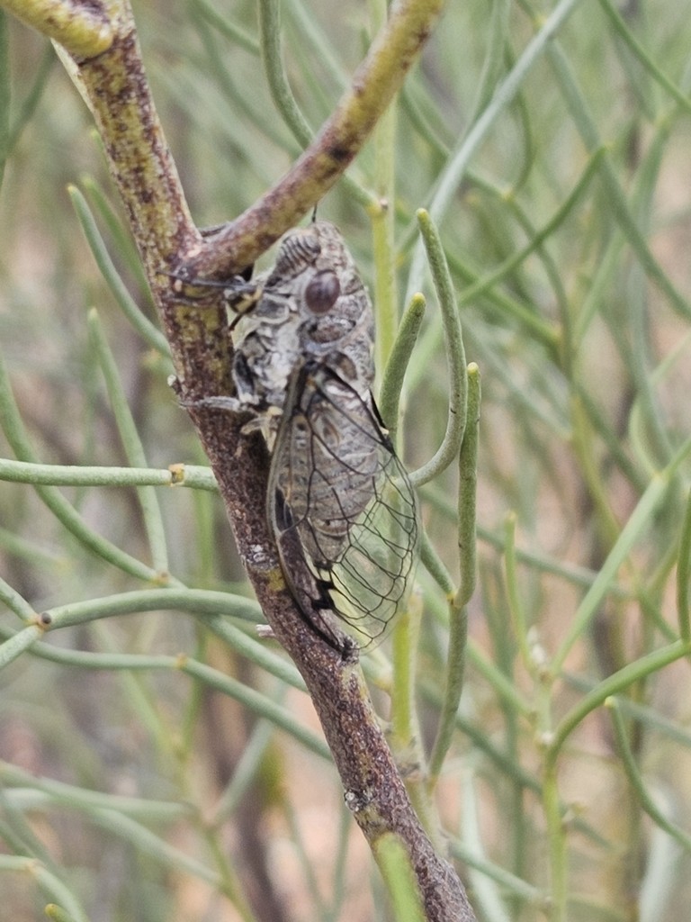 Insectos - ML646827779