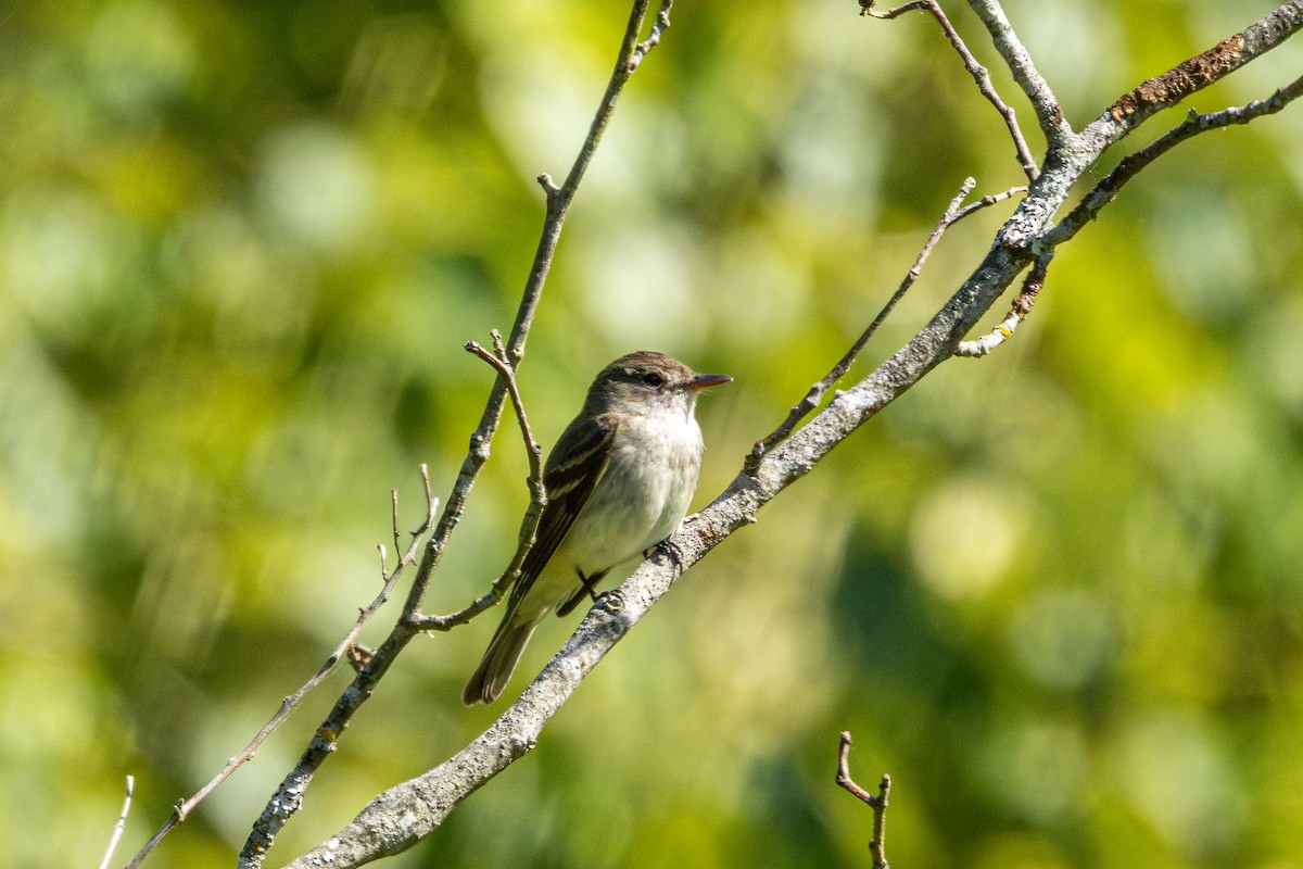 Willow Flycatcher - ML646827782