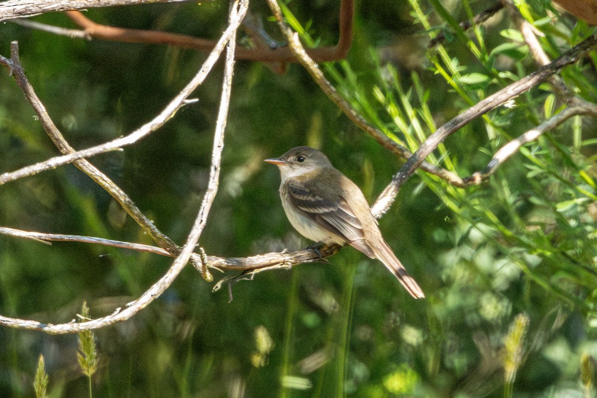 Willow Flycatcher - ML646827783