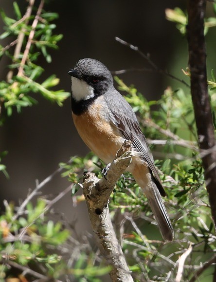 Rufous Whistler - ML646827785