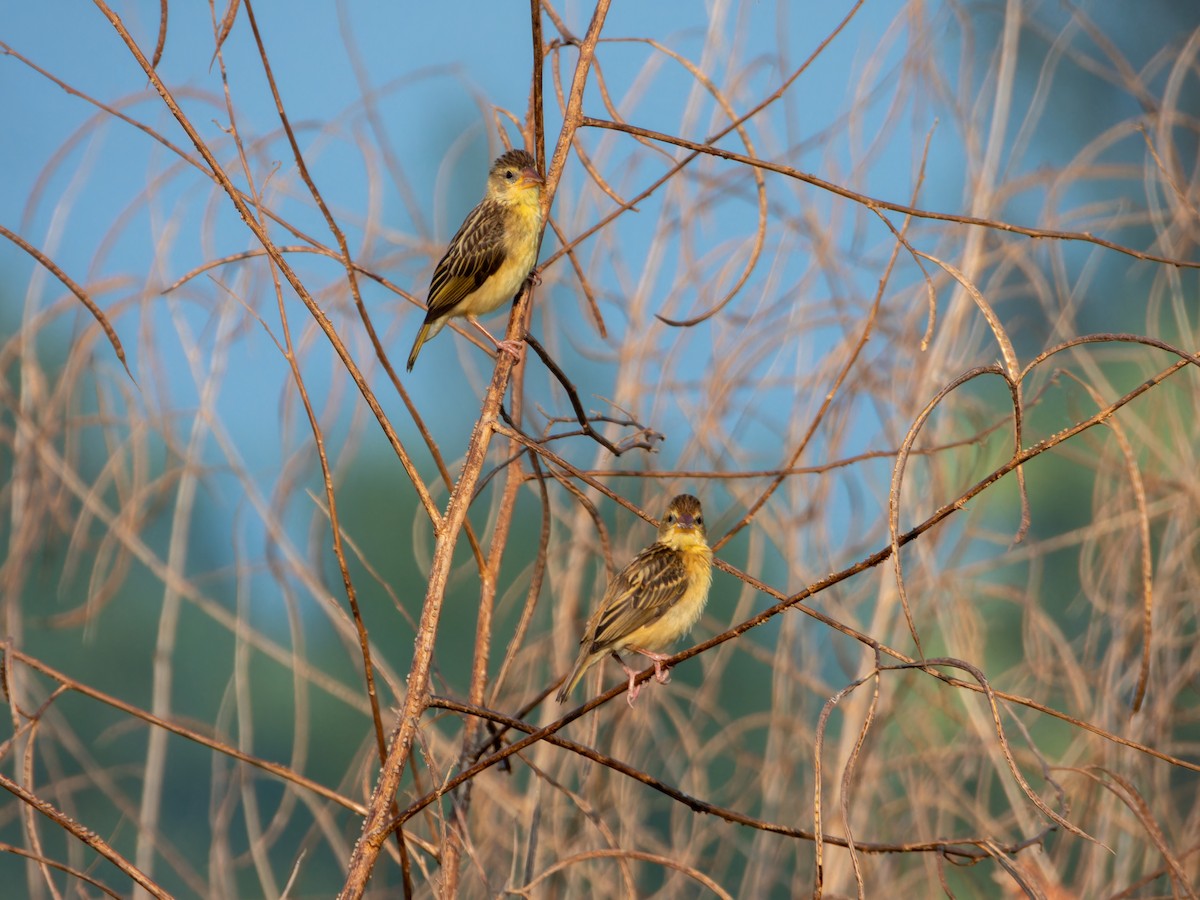 Ткач-байя - ML646827786