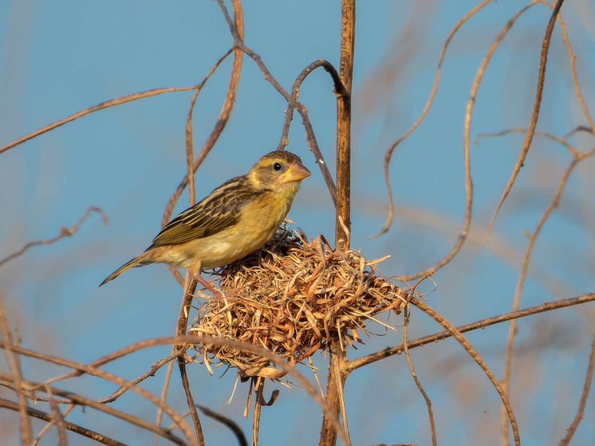 Ткач-байя - ML646827787