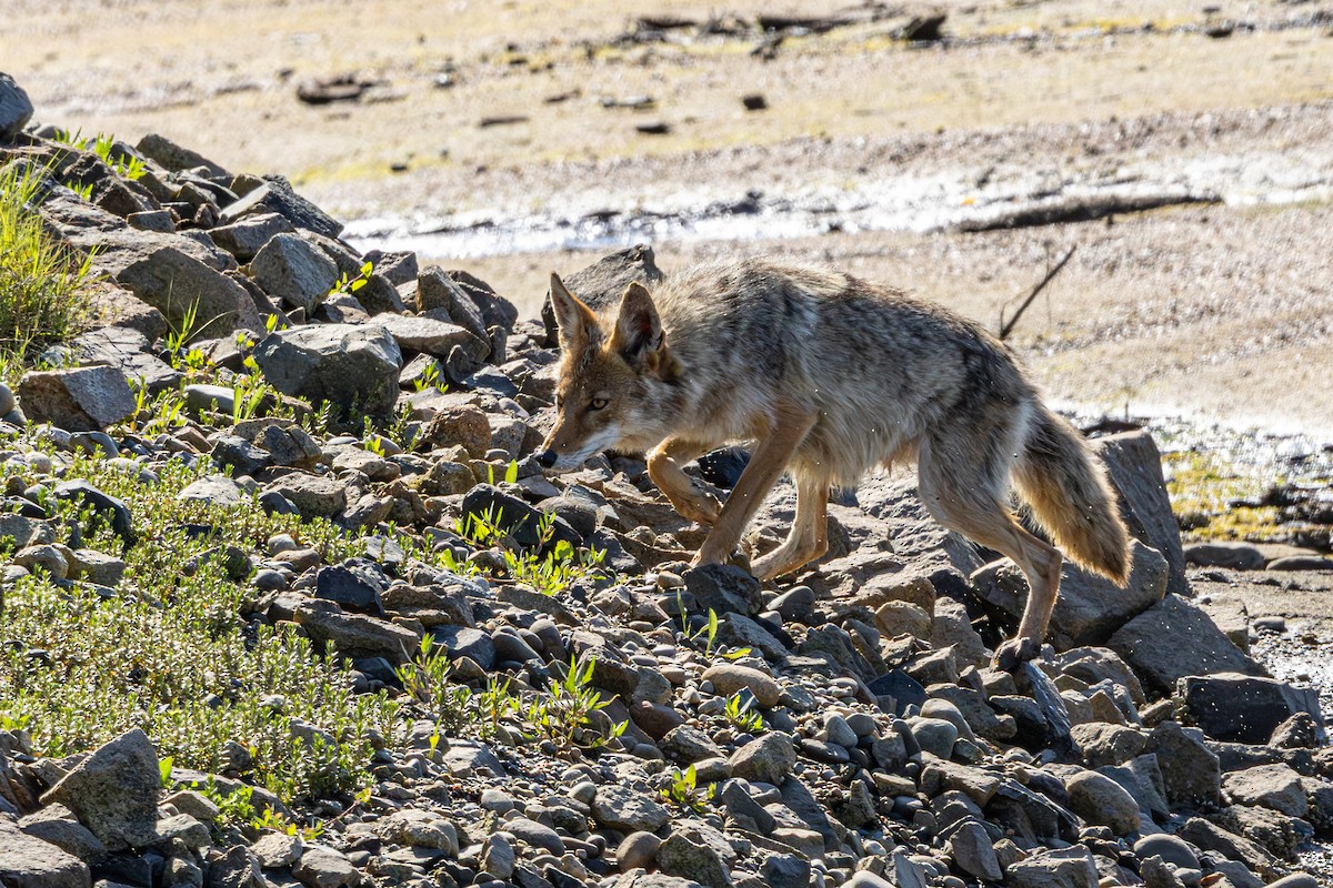 Coyote - ML646827788