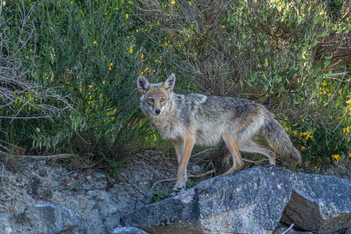 Coyote - ML646827789