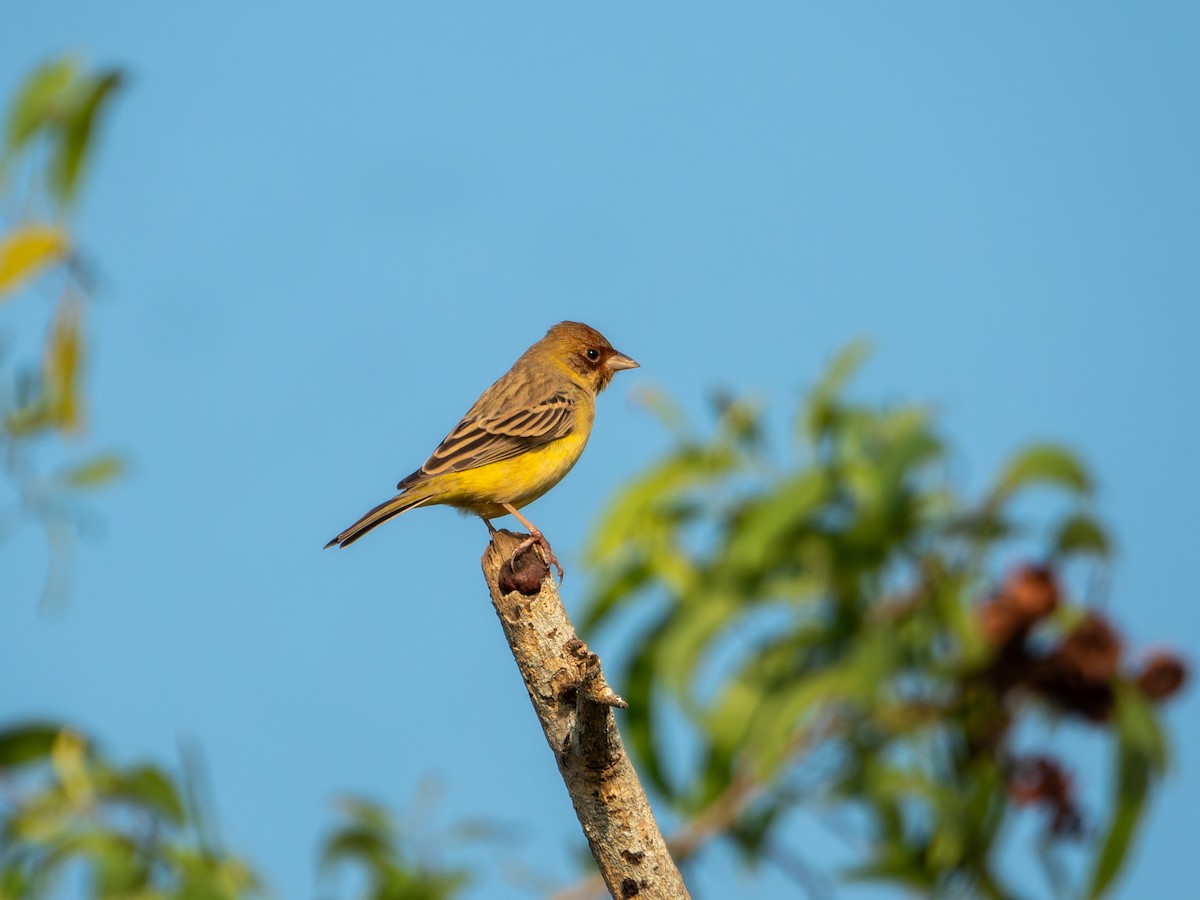 Желчная овсянка - ML646827790