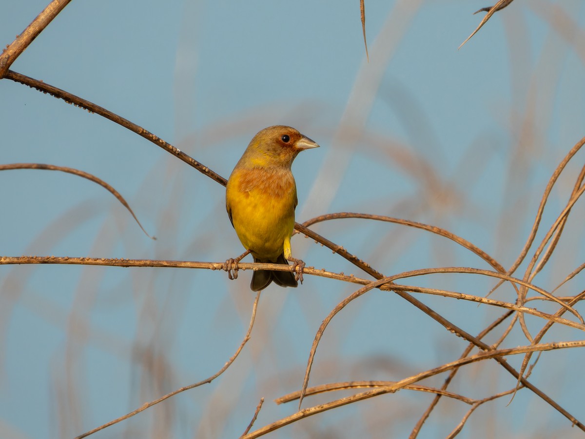Желчная овсянка - ML646827791