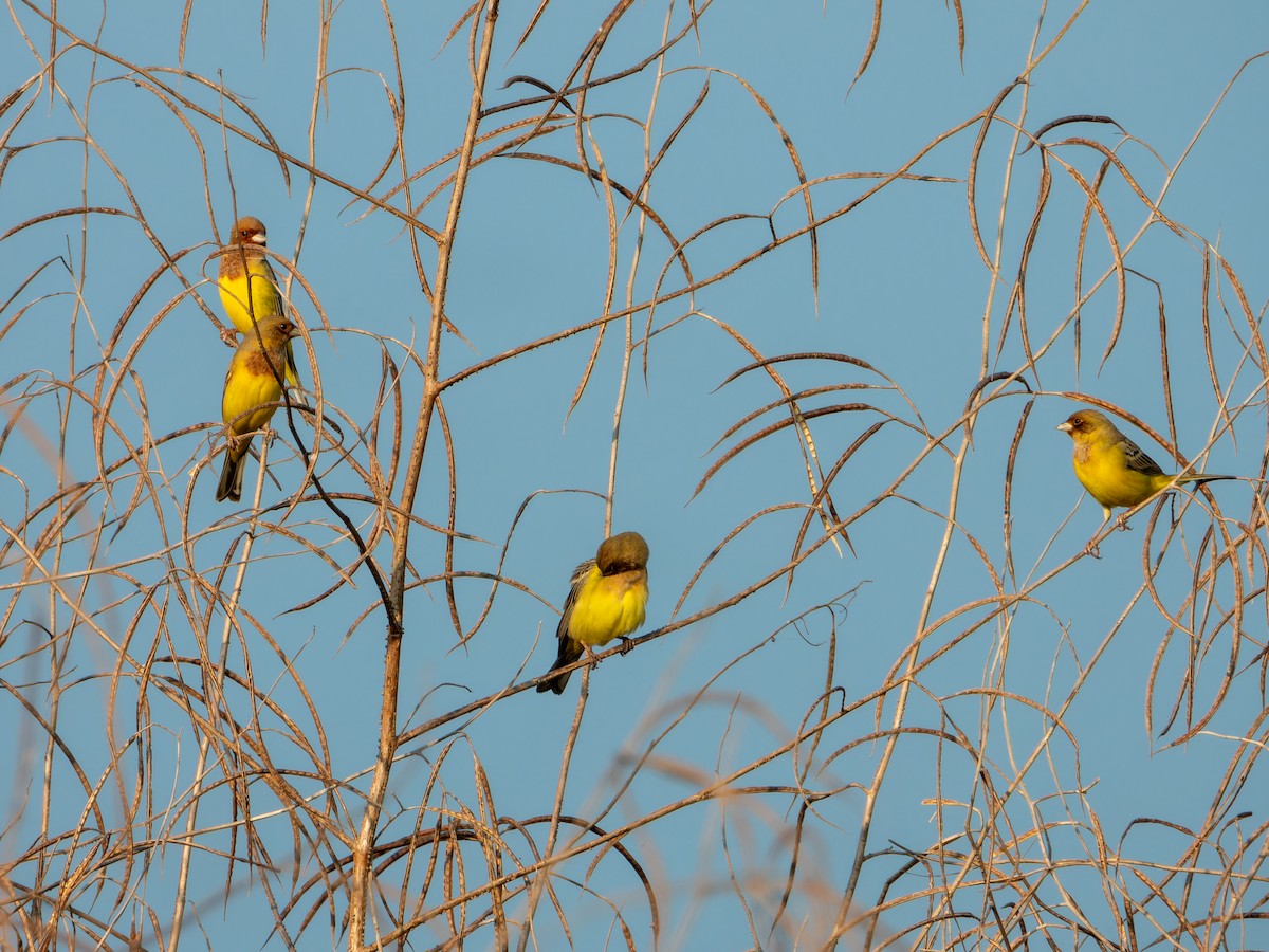 Желчная овсянка - ML646827792